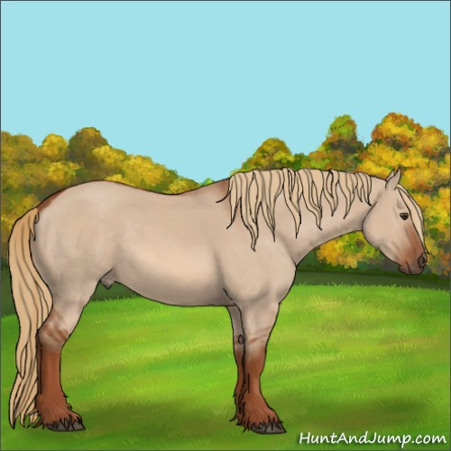 Horse Color:Red Dun 