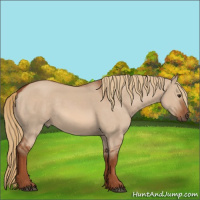 Horse Color:Red Dun 
