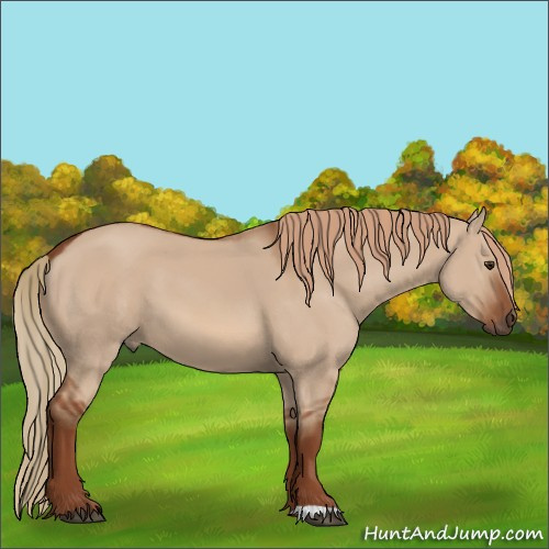 Horse Color:Red Dun 