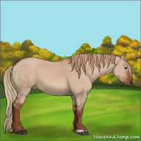 Horse Color:Red Dun