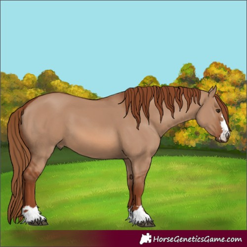 Horse Color:Red Dun 