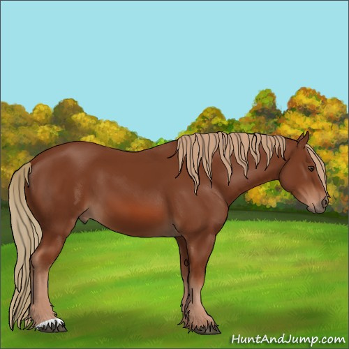 Horse Color:Chestnut 