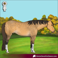 Horse Color:Buckskin Dun 