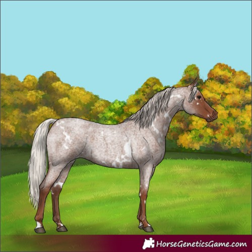 Horse Color:White Spotted Silver Blue Roan 