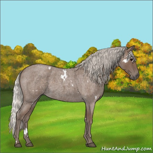 Horse Color:White Spotted Silver Blue Roan