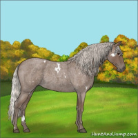 Horse Color:White Spotted Silver Blue Roan 