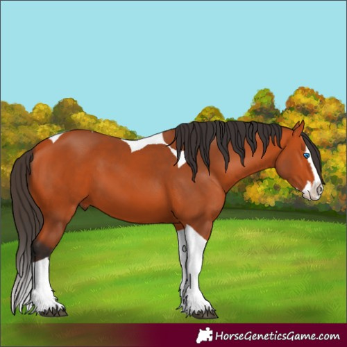 Horse Color:Bay Splash Tobiano 
