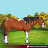 Horse Color:Bay Splash Tobiano