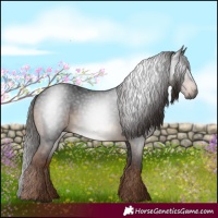 Horse Color:Gray White Spotted Liver Chestnut 