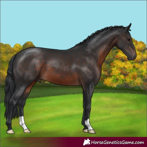 Horse Color:Brown 