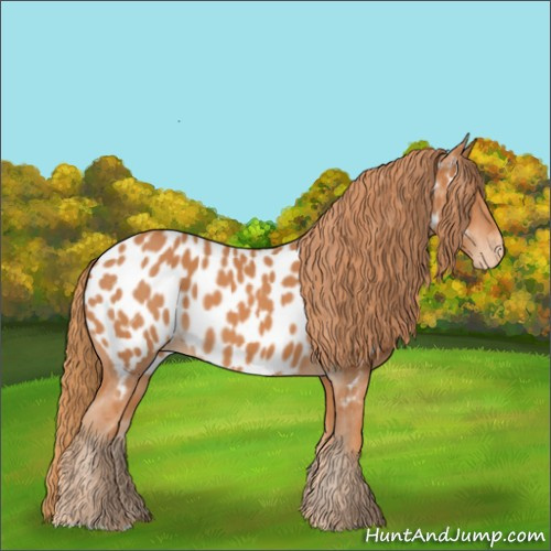 Horse Color:Chestnut Appaloosa 