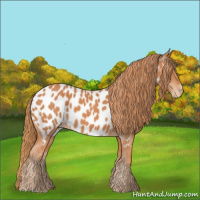 Horse Color:Chestnut Appaloosa 