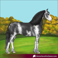 Horse Color:Black Sabino