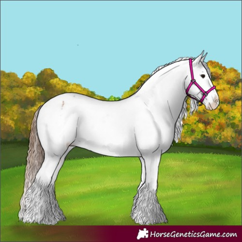 Horse Color:Bay Splash Tobiano Appaloosa  and Bay Splash Tobiano Appaloosa 