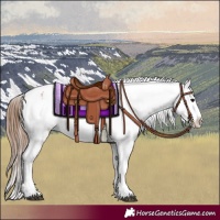 Horse Color:Bay Splash Tobiano Appaloosa  and Bay Splash Tobiano Appaloosa 