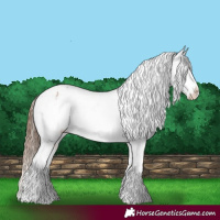 Horse Color:Bay Splash Tobiano Appaloosa  and Bay Splash Tobiano Appaloosa 
