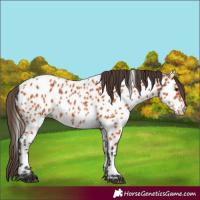 Horse Color:Bay Appaloosa 