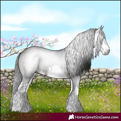 Horse Color:Gray White Spotted Black