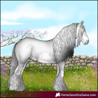 Horse Color:Gray White Spotted Black 