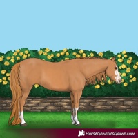 Horse Color:Chestnut  and Chestnut 