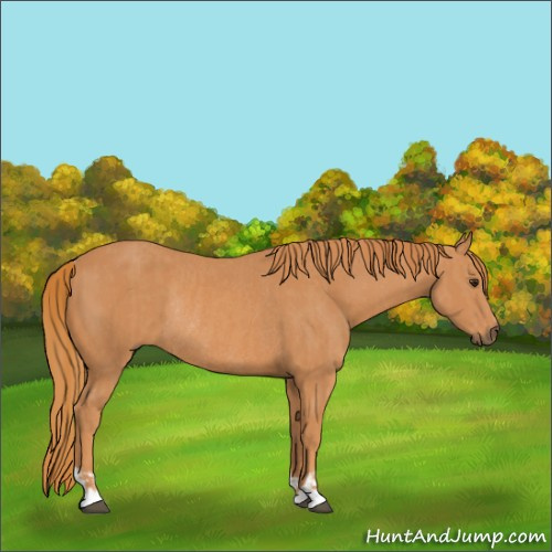 Horse Color:Chestnut  and Chestnut Rabicano 