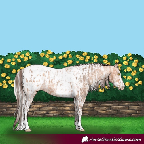 Horse Color:Amber Champagne Sabino Tobiano Appaloosa  and Silver Amber Champagne Sabino Tobiano Appaloosa 