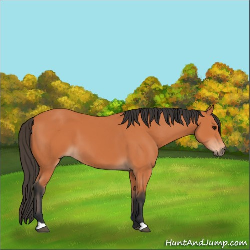 Horse Color:Bay 