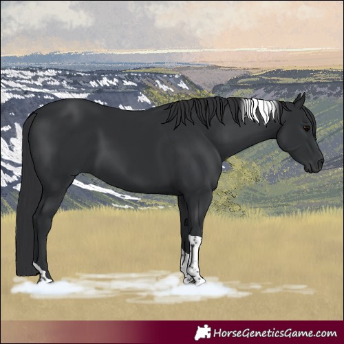 Horse Color:Black Tobiano 