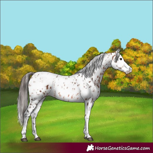 Horse Color:Bay Splash Tobiano Appaloosa  and Brown Splash Tobiano Appaloosa 