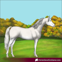 Horse Color:Cremello Dun Splash 