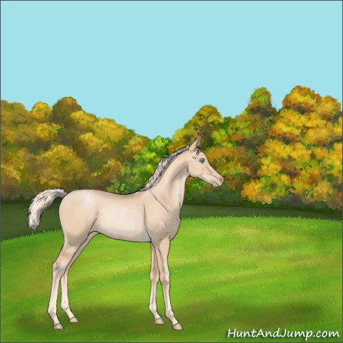 Horse Color:Palomino Pearl Rabicano 