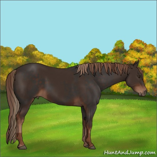 Horse Color:Liver Chestnut and Liver Chestnut