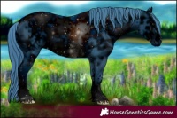 Horse Color:ERROR: UNKNOWN ANOMALY