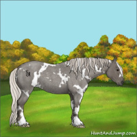 Horse Color:White Spotted Silver Blue Roan 