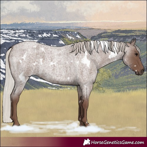 Horse Color:White Spotted Silver Blue Roan