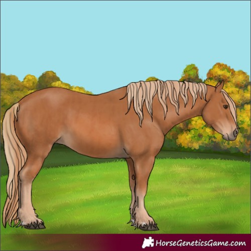 Horse Color:Chestnut  and Chestnut 