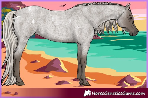 Horse Color:White Spotted Silver Blue Roan 