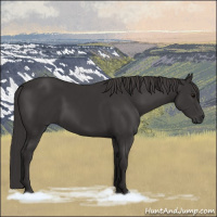 Horse Color:Smoky Black  and Smoky Black 