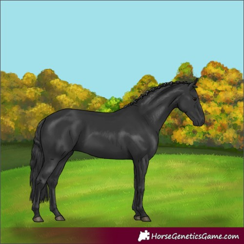 Horse Color:Black 