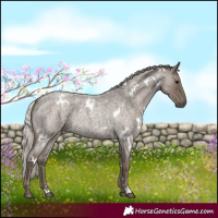 Horse Color:White Spotted Silver Blue Roan 