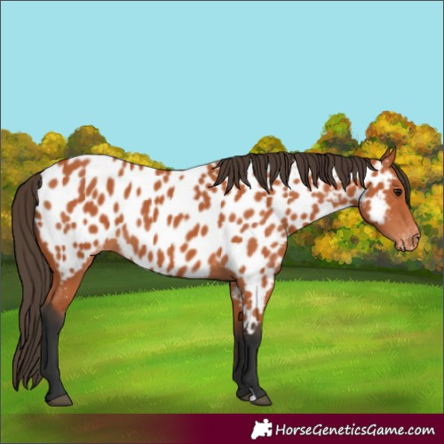 Horse Color:Bay Appaloosa 
