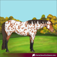Horse Color:Bay Appaloosa