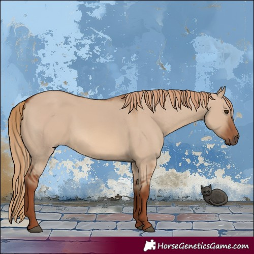 Horse Color:Red Dun
