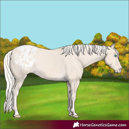 Horse Color:Cremello Appaloosa 