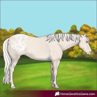 Horse Color:Cremello Appaloosa 