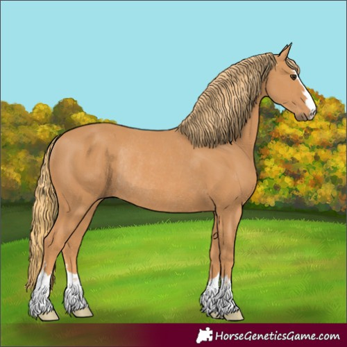 Horse Color:Chestnut Rabicano 