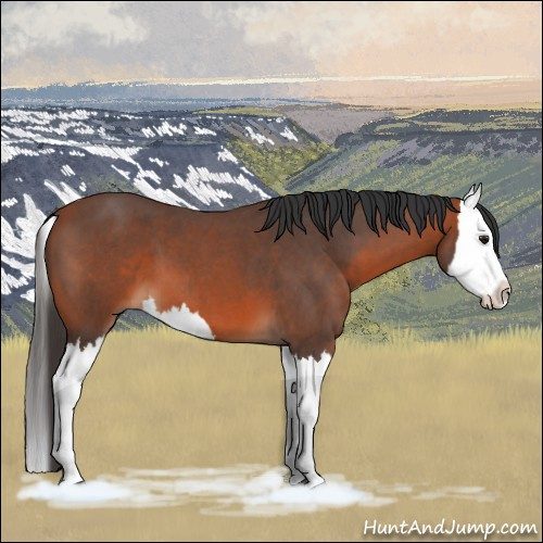 Horse Color:Bay Roan Splash 