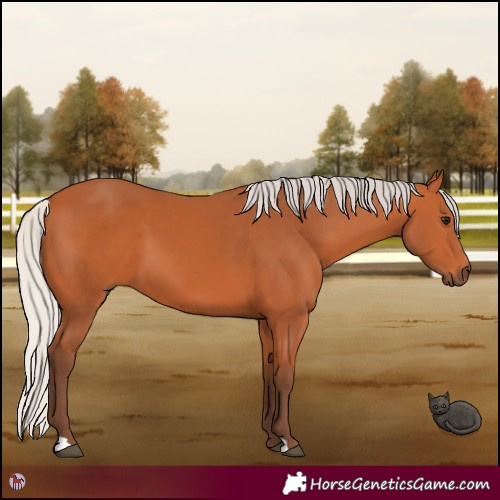 Horse Color:Silver Bay 