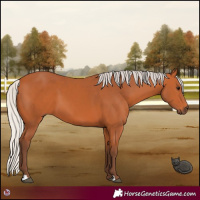 Horse Color:Silver Bay 