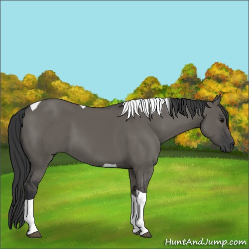 Horse Color:Grullo Tobiano 